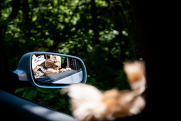 A Yorkshire terrier on the open window of a car blown by the air. Photo taken in the rare view mirror