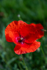 A close up of a red poppy flower
