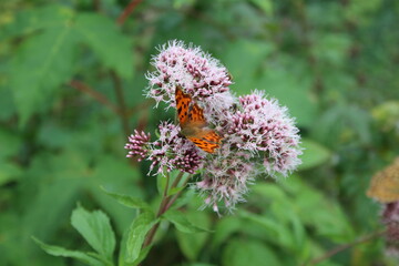 Schmetterlinge auf einer wilden Blume