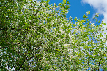 Fototapeta na wymiar White spring flowers, black cherry with white butterfly Prunus padus