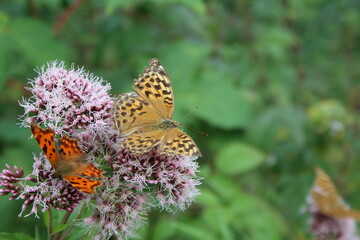 Schmetterlinge auf einer wilden Blume