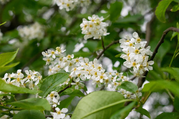 Selective focus white flowers Prunus padus (bird cherry), blooming tree, nature floral background.