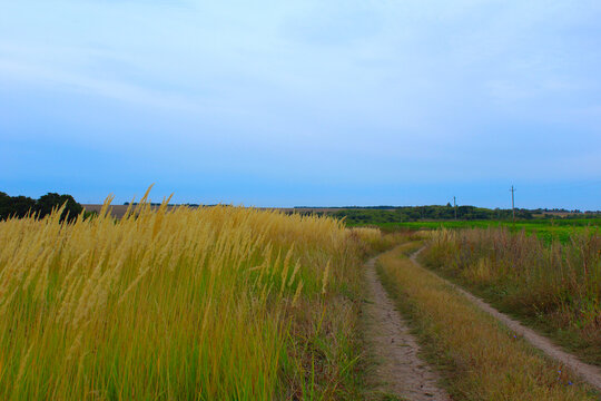 feater grass grows along the road