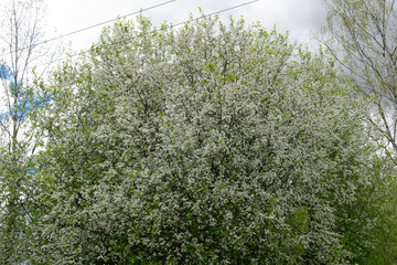 White spring flowers, black cherry with white butterfly Prunus padus