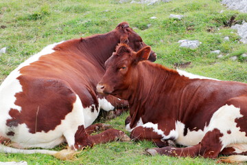 Cows grazing in moutain meadows