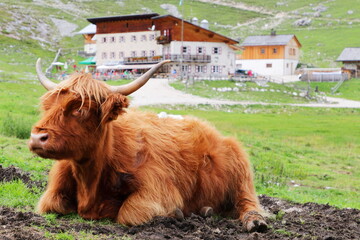 Highland cow in mountain meadows, Alto Adige Dolomiti (Italy)