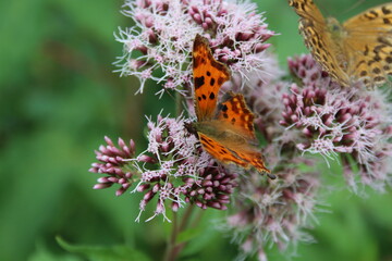Schmetterlinge auf einer wilden Blume