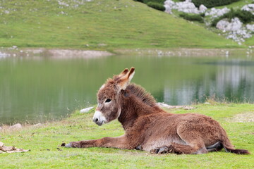 Wild young donkey in mountain meadows
