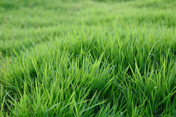 grass
