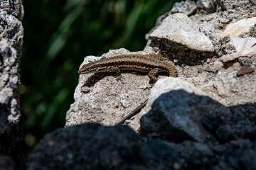 A brown gecko lizard laying in the sun