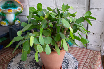Schlumbergera with green leaves stands on the table in the village outdoors