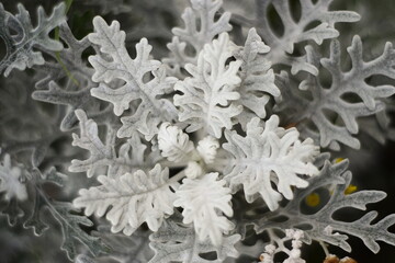 beautiful frost white gray flower