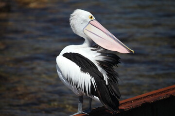 pelican on the pier