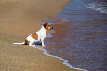 Jack Russell Terrier dog sits on the beach and looks into the sea