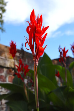 Canna Lily Tall Red