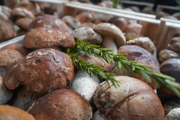 Mushroom Porcini, Boletus edulis.
Centro Agroalimentare di Roma
Market.
Mercati Generali Evolution.
Healthy
Rome
Italy