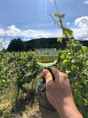 Vineyard near Wachenheim in the Palatinate area in Germany