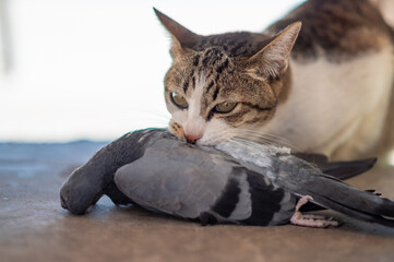 Cat hunter and bite a bird on the ground.A kitten and a Pigeon. Pet kills birds and eats them. The...