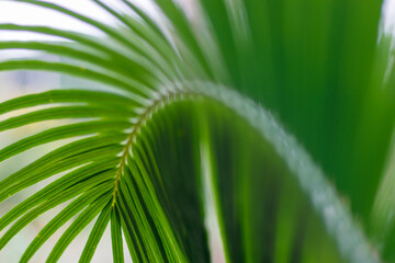 Green leaf of palm tree on blur background.