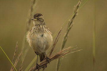 Pico de plata hembra