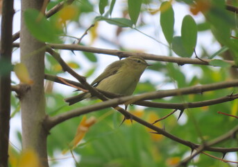 Common chiffchaff (Phylloscopus collybita) sitting on a tree spiky branch