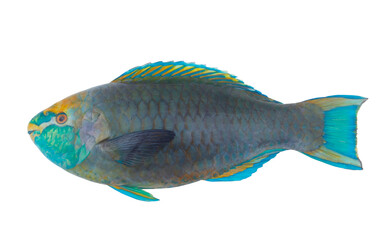 Blue fins parrot fish isolated on white background