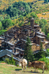 Os de Civís, Catalonia / Spain: Two cows grazing with the village in the background