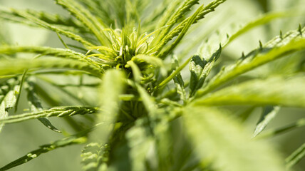 Macro photo of a cannabis flower, which grows outside under the sun.
