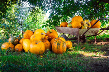 Large pile of ripe pumpkins stacked on the grass and cart during harvest