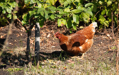 A beautiful live chicken in a picturesque village yard. Agriculture concept.