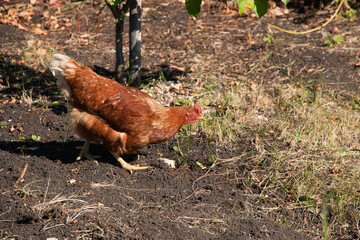 A beautiful live chicken in a picturesque village yard. Agriculture concept.