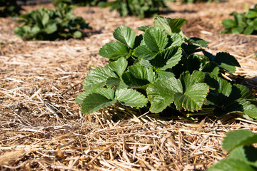 Strawberry bush with green leaves on a straw bed. Close up, gardening concept.
