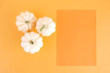White pumpkin on an orange background with space for text. Creative layout, top view. Autumn festive template.