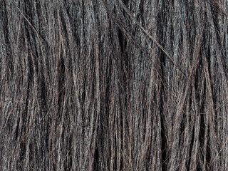 Detailed horse tail. Rear of mare, with close-up of braid on the long dark  tail