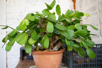 Schlumbergera with green leaves stands on the table in the village outdoors