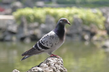 a pigeon standing on a rock in a garden, blurred background