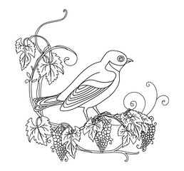 Decorative vector illustration little bird with grape