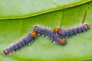 caterpillar on a leaf