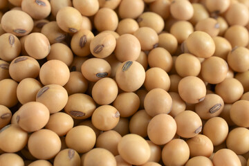 Close up soybean,Agricultural products,soybean background..