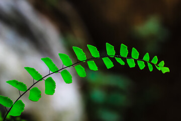 Fresh and green leaves with background for the wallpaper.