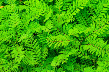 Green leaves pattern background, Natural background and wallpaper.