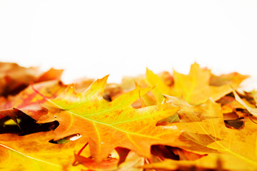 Autumn background with bright autumn oak leaves on white wood background, copy space, soft focus