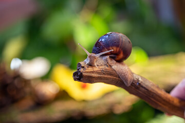 Large snail on a tree branch. Burgudian, grape or Roman edible snail from the Helicidae family. Air-breathing gastropods.