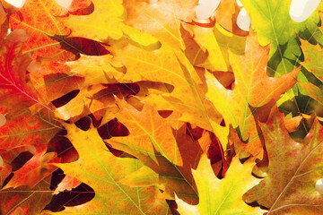 Naklejka na ściany i meble Bright autumn oak leaves close up. Autumn texture background