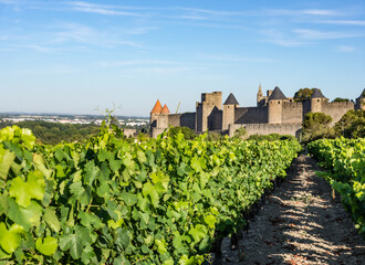 Fototapeta na wymiar Close up on Vineyards growing outside the medieval fortress of Carcassonne in France