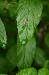 Small slug on long green leaf after rain