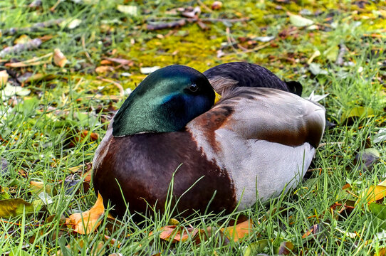 Close-up picture of peacefully sitting duck on grass surrounded by fallen leaves on a university campus, Dublin, Ireland