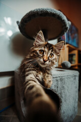 Chaton