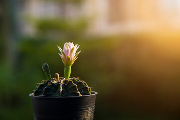 pink cactus flower in pot, with green blured background. composition on the left side