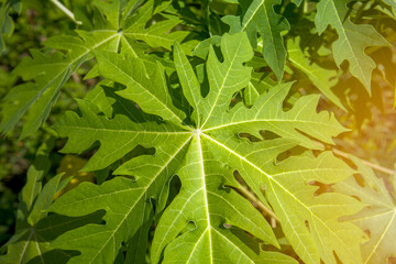 top view of young  papaya leaves of a papaya tree, with sun light